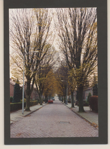 0360-310 Straten. Bomen in de Ooievaarstraat