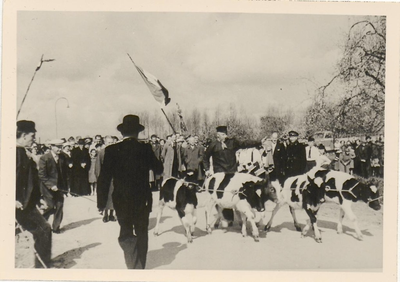 0362-1 Kop van de feeststoet, gevormd door 5 kalveren aaneengeschakeld d.m.v. een tuig en begeleid door 2 heren in ...