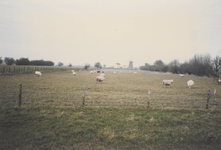 0362-1316 Uitzicht via weide met schapen op windmolen en wit huis