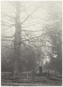 19 Foto van enkele grafstenen met een grote boom op de achtergrond op de begraafplaats Ter Navolging aan de Lingedijk in Tiel