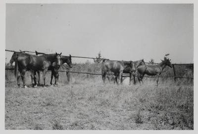 05_021_R_05 Jaarlingen geboren 1954.