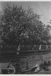 0362-1268 Kippen scharrelen rond bij opeengestapelde laag planken en kruiwagen. Op achtergrond achter houten hek een ...