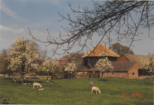 0362-1373 Weide met bloeiende fruitbomen en schapen. Op de achtergrond een hooiberg en de boerderijgebouwen