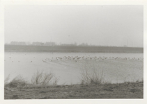 0362-591 Vogels bij waterkrachtcentrale met op achtergrond 'Centrale Wijkje' aan Amerongse kant