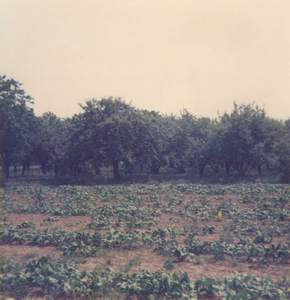 Lie 250 Enige foto's genomen aan het begin van de zomer 1976 van de terreinen aangewezen als bestemmingsplan Het Binnen ...