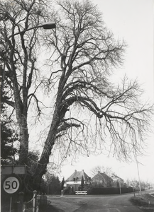 0369-161 Monumentale kastanjeboom (inmiddels gerooid) op de hoek Dalwagen/Kalkestraat