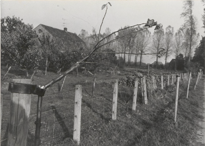 0369-90 Heuvelpad in Dodewaard (vandalisme aan jonge aanplant!)