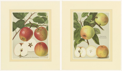 583 Twee chromolitho's van de appelsoorten, Geheimrat Dr. Oldenburg en Steirischer Marschanzker, met beschrijvingen en foto's