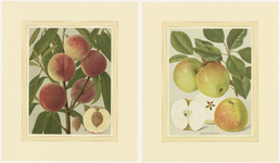 856 Twee chromolitho's van twee fruitsoorten, de abrikoos en de appelsoort James Grieve, met beschrijvingen en foto's