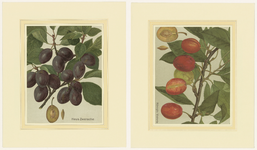 858 Twee chromolitho's van de pruimensoorten, Haus Zwetsche en Königin Victoria , met beschrijvingen en foto's