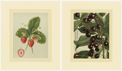 859 Twee chromolitho's van een aardbeiensoort, Deutsch Evern, en een kersensoort, Coburger Maiherzkirschen, met ...