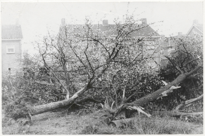 M 10386 Rooien fruitbomen. Op de achtergrond huizen aan de Cambier van Nootenlaan