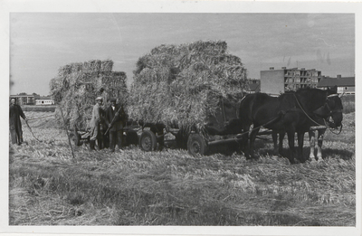 M 10843 Hooien met paarden en wagen langs Teisterbantlaan. Links op de achtergrond de sportzaal aan de Cambier van Nootenlaan