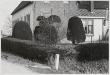 M 11883 Geknipte taxus bacata voor een boerenwoning