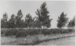 M 11907 Bomen in het veld