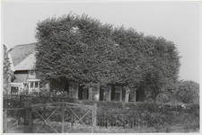 M 11911 Platgeknipte linden voor een dwarshuis, boerderij