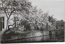 M 12118 Een bloeiende Magnolia aan de waterkant in Tiel bij de Witte Brug