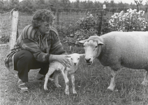 M 1960 De al meer dan tien jaar oude ooi en ram van de familie Bergman in Wadenoyen krijgen een lam. Dit is heel ...