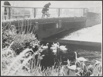 M 3351 De brug over de stadsgracht nabij het Burgemeester Hasselmanplein. Op de foto worden de zwanen in de stadsgracht ...