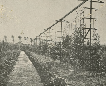 M 522 De pomologische tuin met dubbelzijdig vollewindspalier