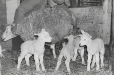 M 9296 Schaap met vierling in Ommeren