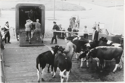 M 9342 Waarschijnlijk vervoer koeien vanaf pont Havenkade met veewagen