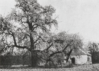 0690-5906 d. d. n.b. Repro, knipsel uit Het Schouwvenster uit 1926.