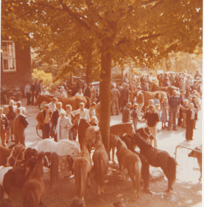 0690-681 Paardenmarkt.