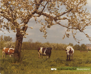 0690-Gr_Bu_990 Grazende koeien in een weiland aan de Emmalaan.