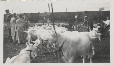 386 Landbouwtentoonstelling. Geitenhoudster met haar geiten.