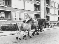 540 Paarden, met op de achtergrond gedeelte flat Jan van Riebeeckstraat.