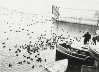 786 Het voederen van de vogels tijdens de strenge winter bij de ingang van de haven.