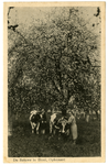 1262 Een prentbriefkaart met twee vrouwen, twee koeien en een boomgaard met bloesem in Ophemert