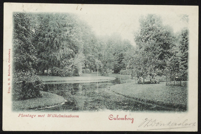 1944 Stadspark de Plantage met de ter gelegenheid van de kroning van koningin Wilhelmina geplante boom.