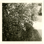 161 Tulpenboom achter de HBS