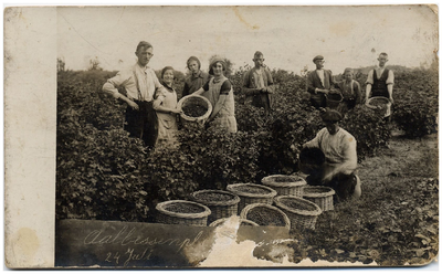 4-882 Een groep mensen bezig met de aalbessenpluk aan de Onderwaard. Achterste rij vlnr: 1. Johan Eliassen Adrz., 2. ...