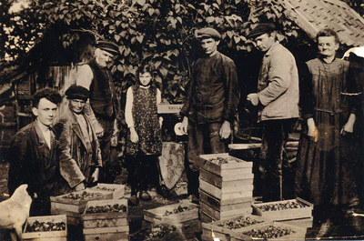 7-197 Aardbeien sorteren voor de veiling in Zaltbommel door de gebroeders Bragt in Bruchem: v.l.n.r. Heintje Bragt ...