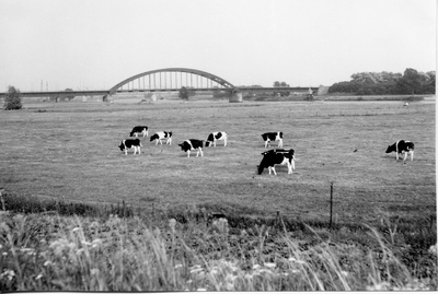 10-15014 Uiterwaarden met koeien en op de achtergrond de verkeersbrug over de Maas.