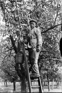 22-9557 Kersenplukken, een man op een ladder in een kersenboom met een mand geplukte kersen