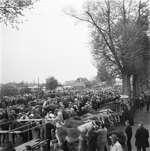 5000022_03 Paardenmarkt