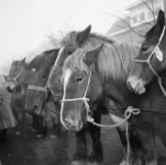 5000081_02 Pony's op de paardenmarkt