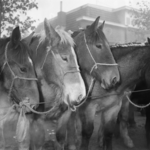 5000081_03 Pony's op de paardenmarkt
