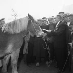 5000081_05 Pony's op de paardenmarkt