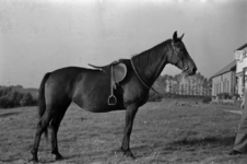 16-356 Opname van een paard. Opschrift 'paarden van de heren Otjens en Van Driel