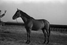 16-360 Opname van een paard. Opschrift 'paarden van de heren Otjens en Van Driel