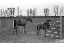 16-365 Paarden van Pieter van Driel
