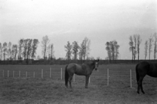 16-367 Paarden van Pieter van Driel