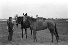 16-368 Paarden van Pieter van Driel