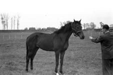 16-369 Paarden van Pieter van Driel
