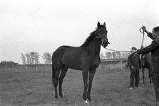 16-370 Paarden van Pieter van Driel